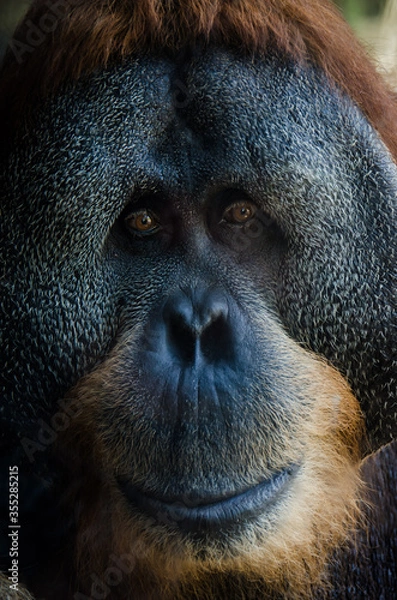 Obraz Old orangutan portrait