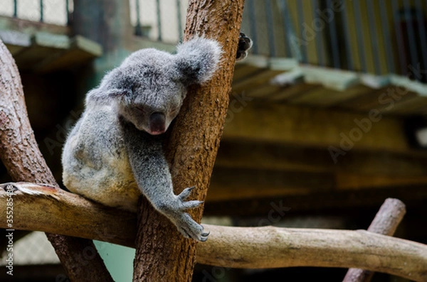 Obraz Koala sleeping on a branch