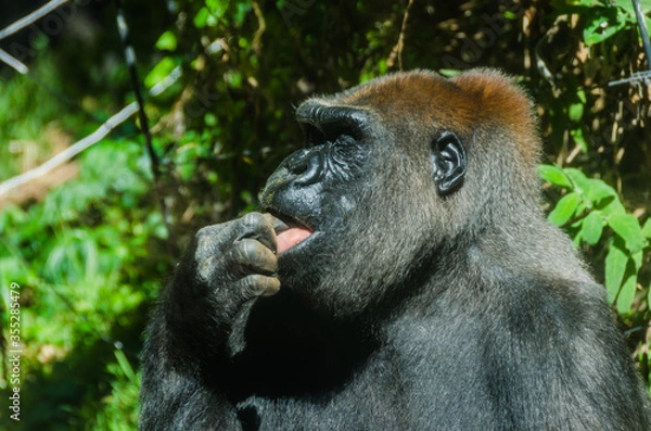 Obraz Gorilla licking its finger
