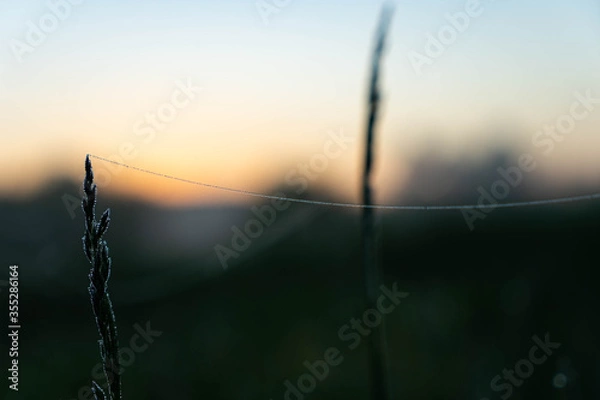 Obraz web thread in dew