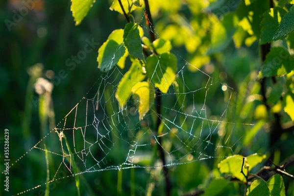 Obraz spider web on a young tree