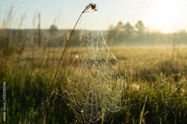 Obraz spider web in the grass