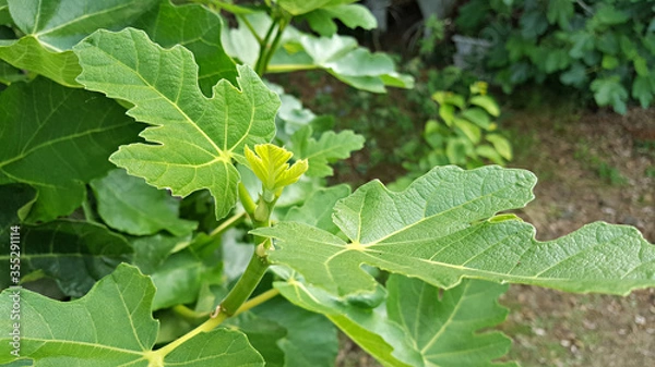 Obraz 한국 제주도 무화과나무 무화과잎