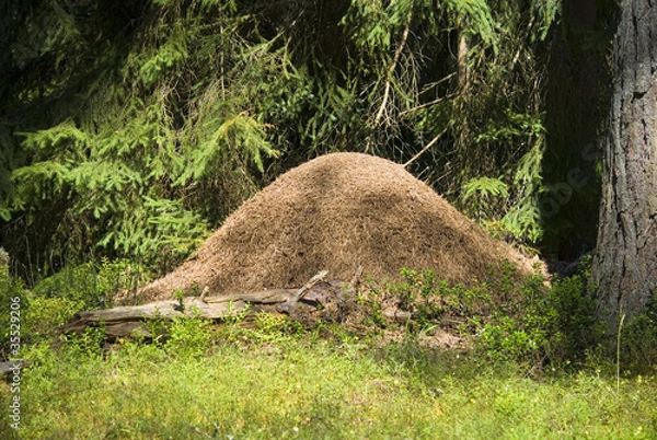 Obraz Wood ant hill