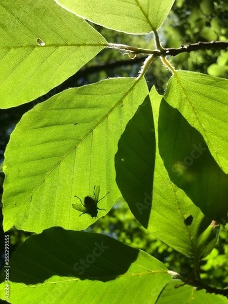 Fototapeta Schattenfliege
