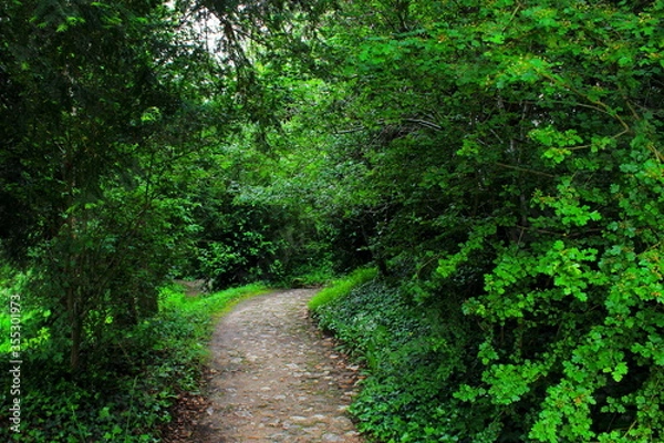 Fototapeta path in the woods of Versailles