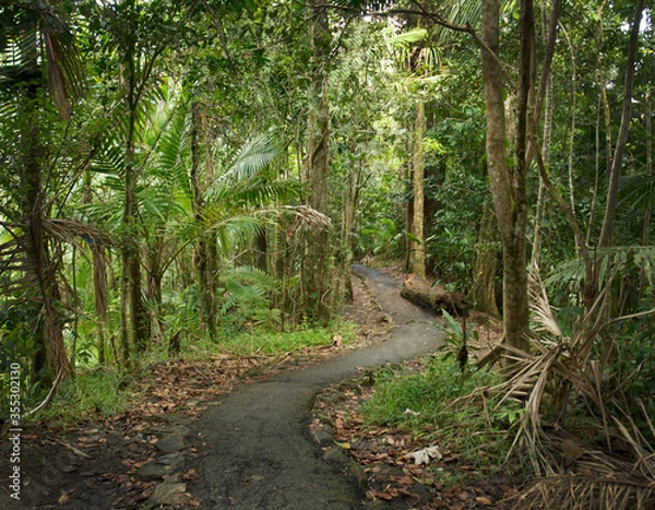 Fototapeta Path winding through lush greenery of El Yunque National Park on the island of Puerto Rico. 