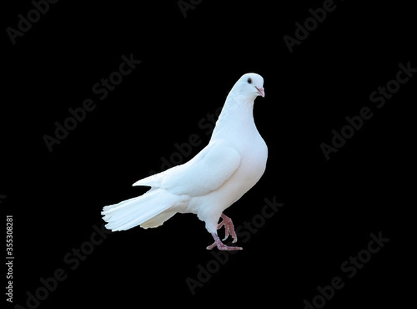 Fototapeta White pigeon isolated on black background.  white dove. The symbol of freedom.