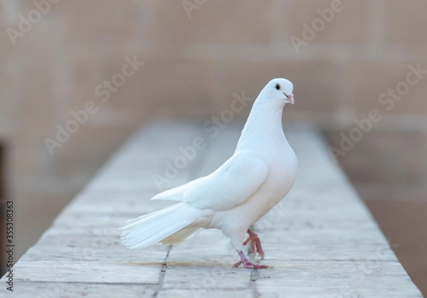 Fototapeta white pigeon on wall old stone. white dove. The symbol of freedom.