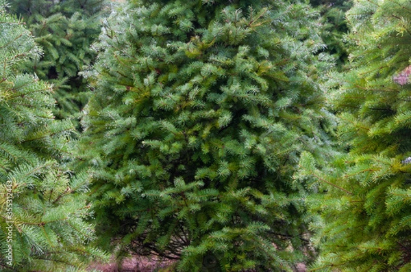 Fototapeta Christmas Trees