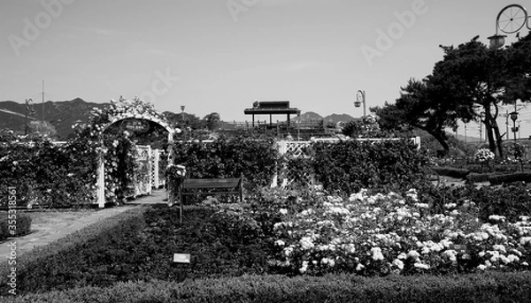 Obraz 장미 축제장의 아름다운 풍경