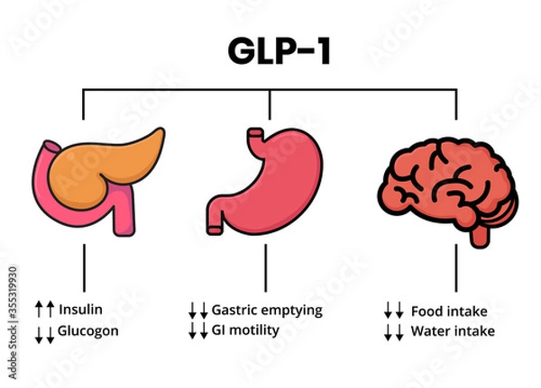Obraz GLP-1 mechanism of action. Glucagon-like peptide target organs