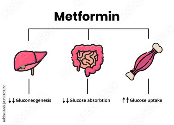 Obraz Metformin mechanism of action. Vector illustration of the metformin target organs.