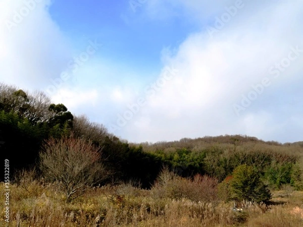 Fototapeta 日本の田舎の風景　1月　雪の舞う日　山の木々と青空