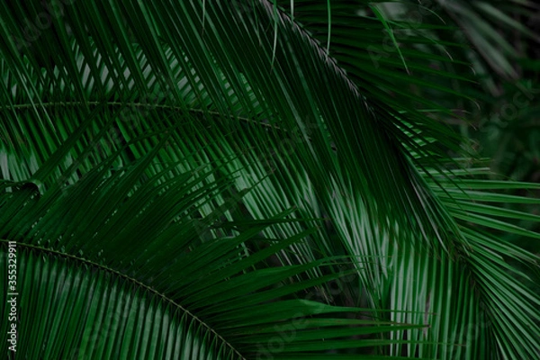 Fototapeta palm leave for background