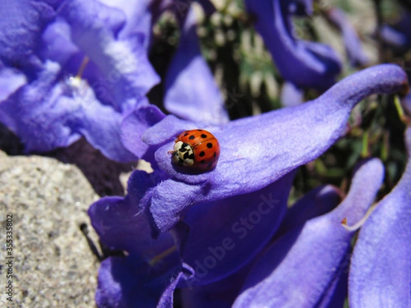 Fototapeta ladybug on a flower