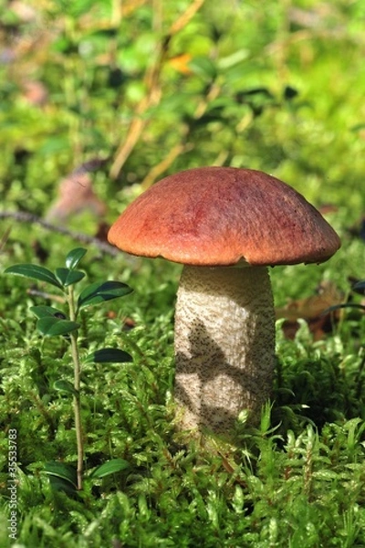 Obraz Leccinum Aurantiacum