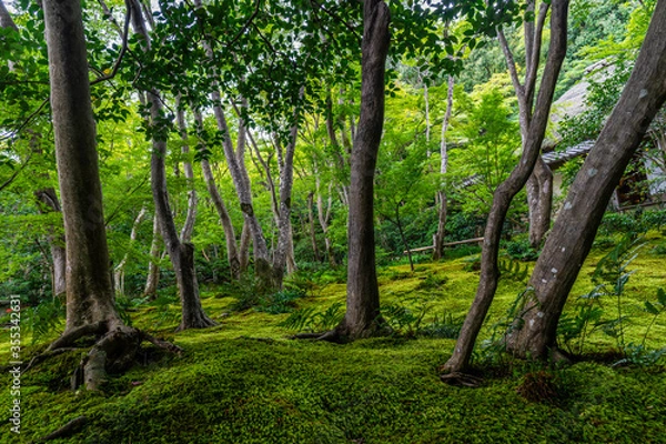 Fototapeta Trees in the moss temple