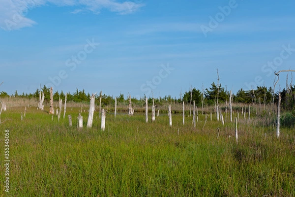 Fototapeta Salt Marsh with Dead Trees along the Delaware Bay in New Jersey