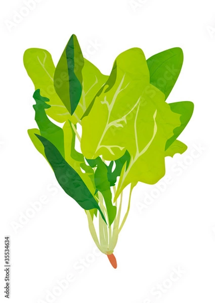 Obraz ほうれん草