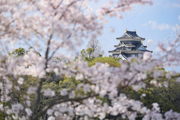 Fototapeta 岡山城 -満開の桜が咲く「旭川さくらみち」から望む-