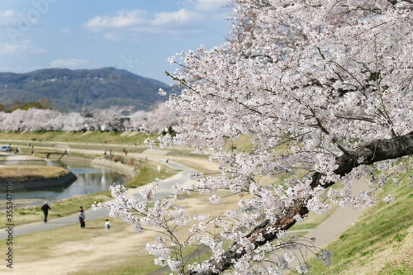 Obraz 満開の桜が咲く「旭川さくら道」岡山後楽園側のお花見スポット