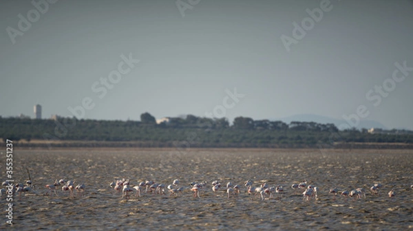 Obraz Group of Flamingo in Tunisia 