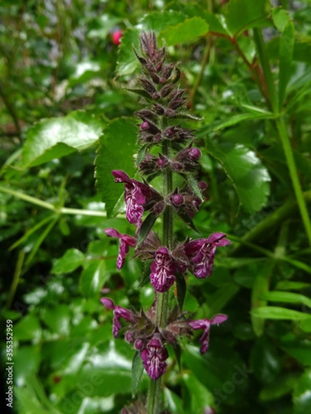 Obraz Fleurs violettes