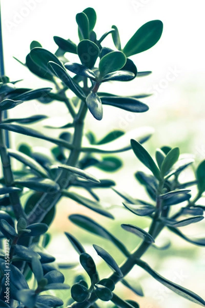 Fototapeta Macro shot of a tree Crassula. home plant.