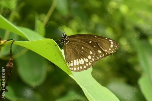 Obraz butterfly on a leaf