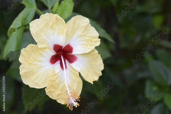 Obraz red and white flower