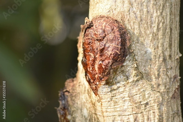 Obraz close up of a tree