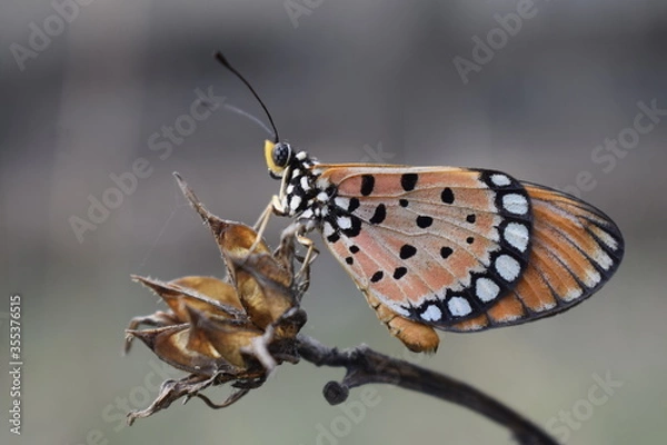 Obraz butterfly on a leaf