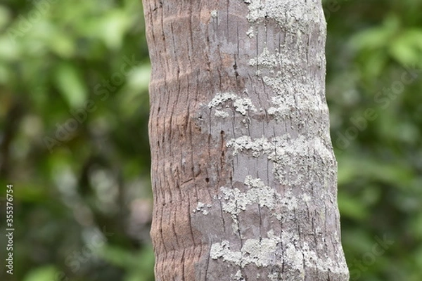 Obraz tree trunk in the woods