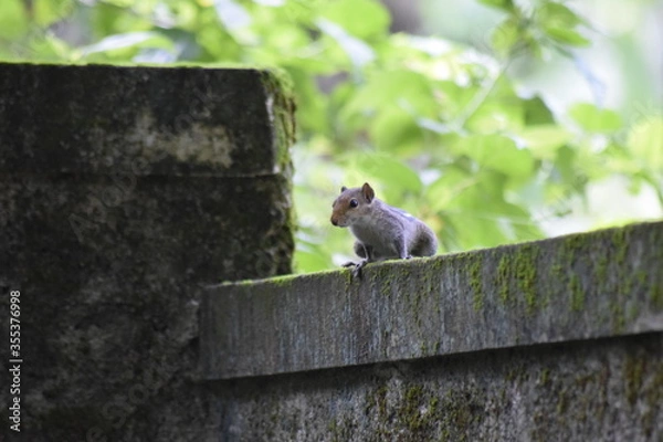 Obraz squirrel on a wall
