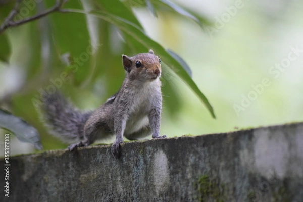 Obraz squirrel on a wall