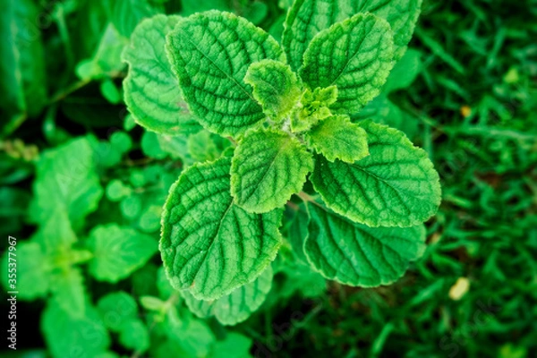 Obraz mint leaves on a green background