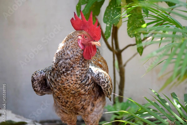 Obraz rooster in the farm