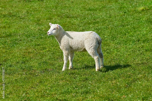 Obraz Deichlamm