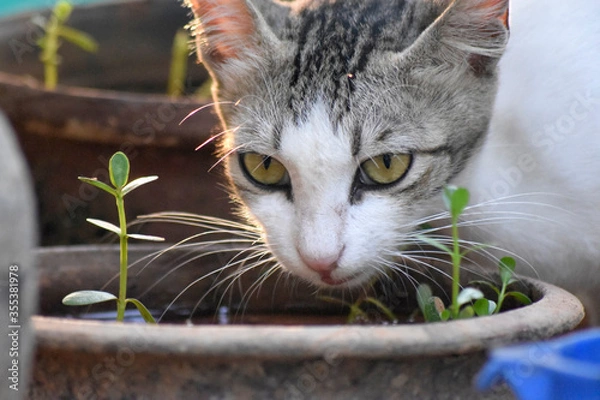 Obraz cat drinking water
