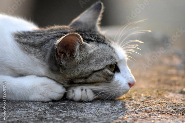 Obraz cat lying on the floor