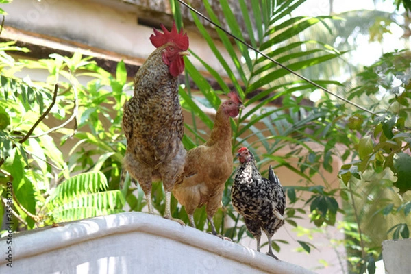 Obraz free range chicken