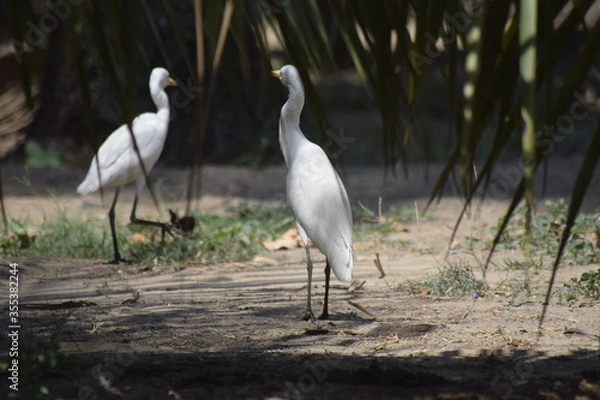 Obraz great white heron