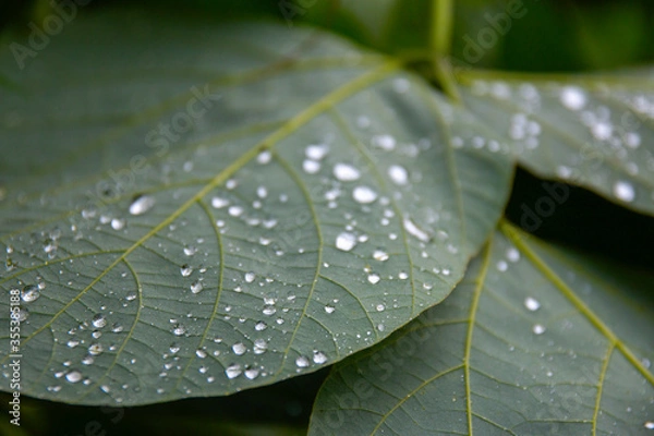 Obraz 葉っぱと水滴