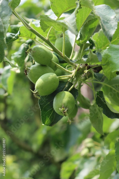 Fototapeta Close-up of small green apples growing on branch on tree in the orchard on a sunny day. Malus domestica
