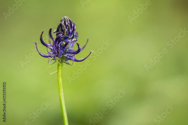 Fototapeta Purple Phyteuma Spicatum flower, spiked rampion flower with a bokeh background