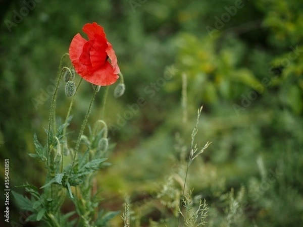 Obraz Wild Red Poppy