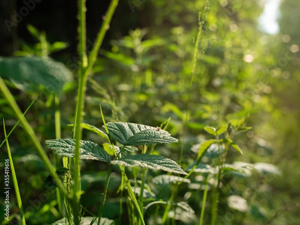 Obraz Liście o zachodzie słońca