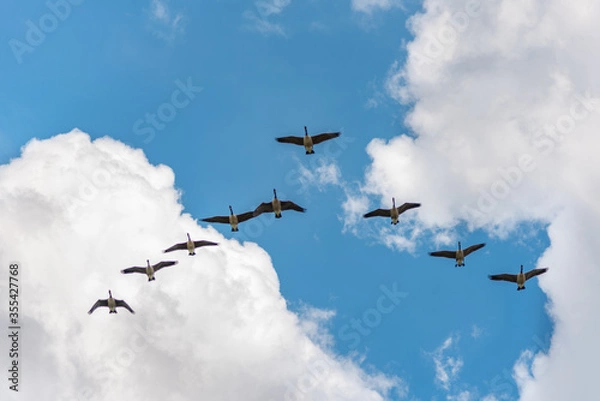 Obraz Migratory birds, V formation Canadian geese