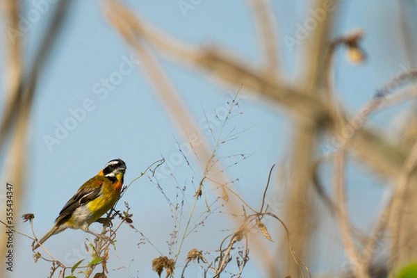 Fototapeta blue tit on a branch